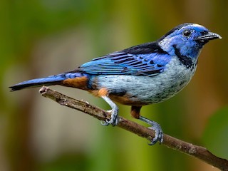  - Opal-rumped Tanager
