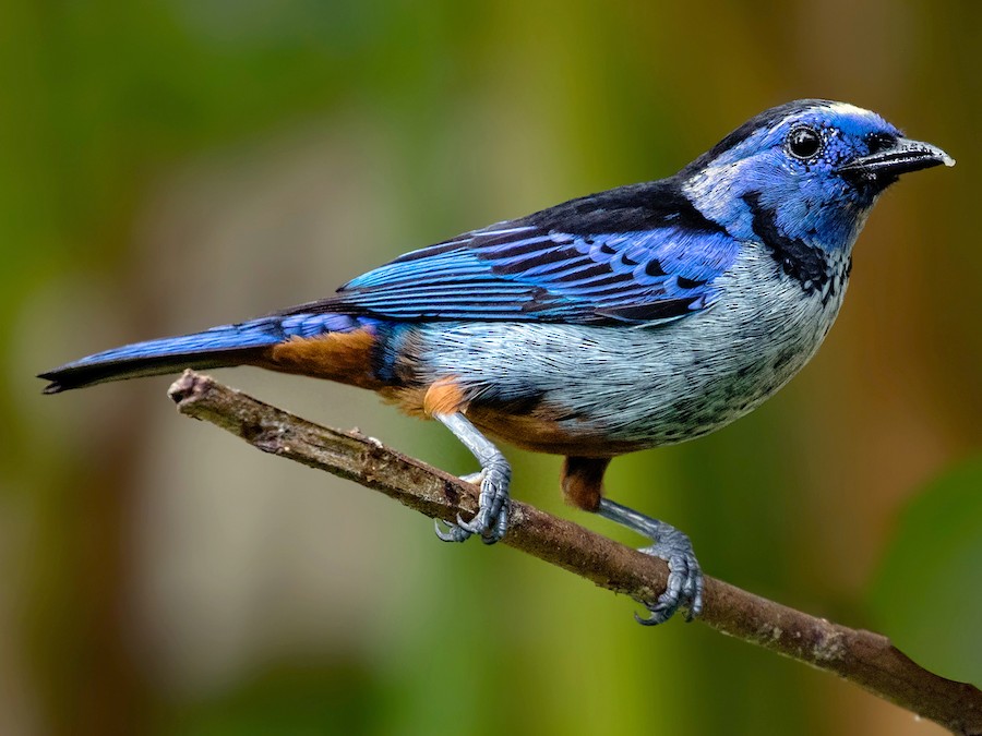 Opal-rumped Tanager - eBird