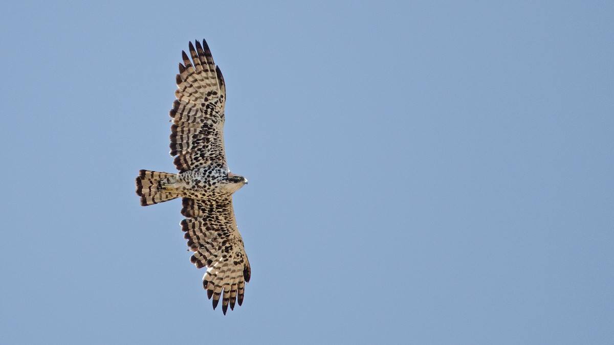 Ayres's Hawk-Eagle - ML182083901
