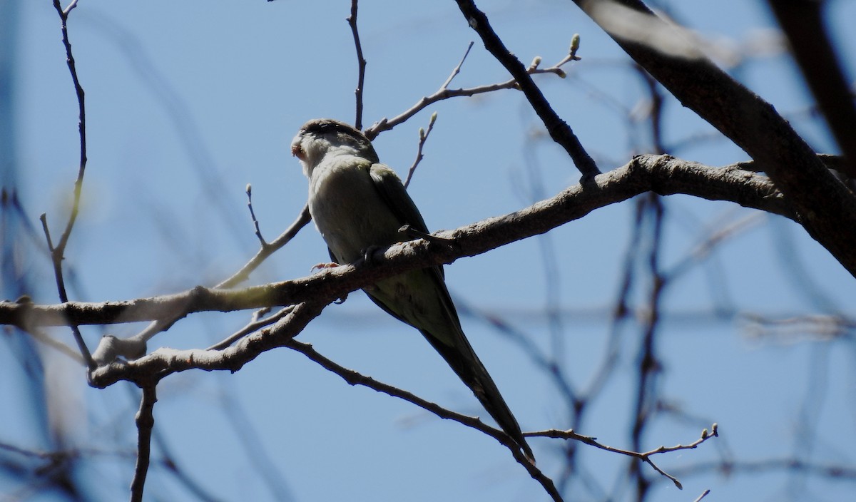 Gray-hooded Parakeet - ML182087491