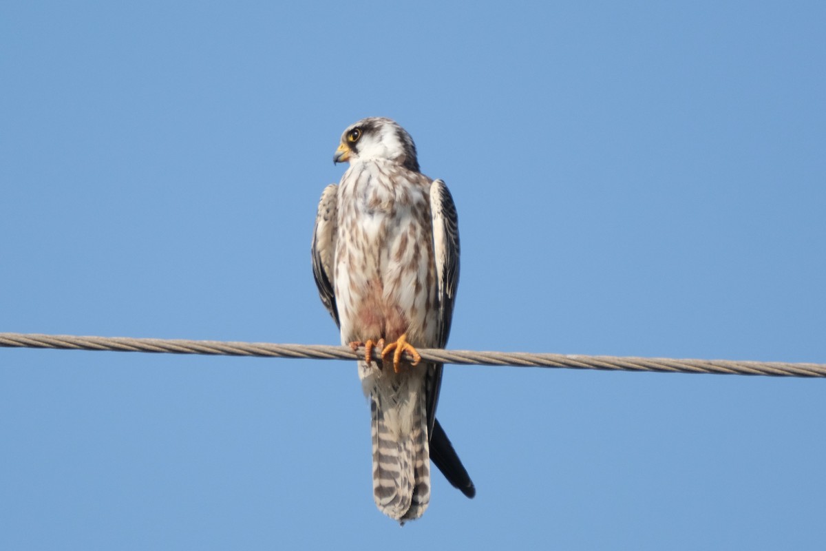 Red-footed Falcon - ML182088081