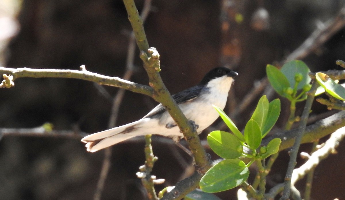 Black-capped Warbling Finch - ML182088281