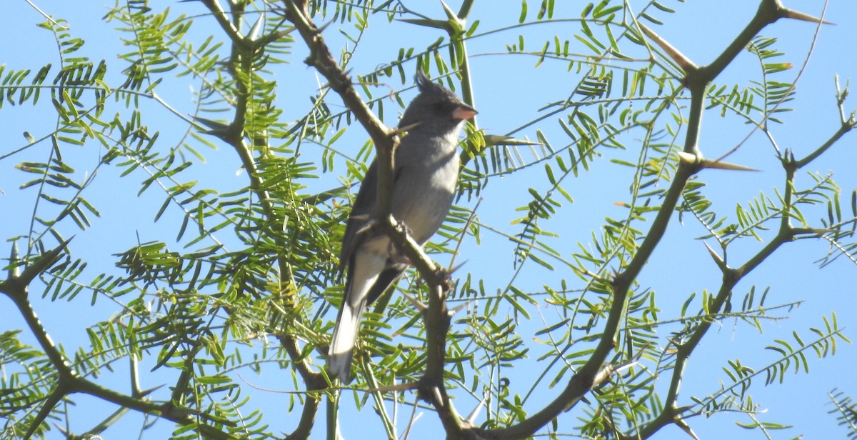Gray-crested Finch - ML182088371