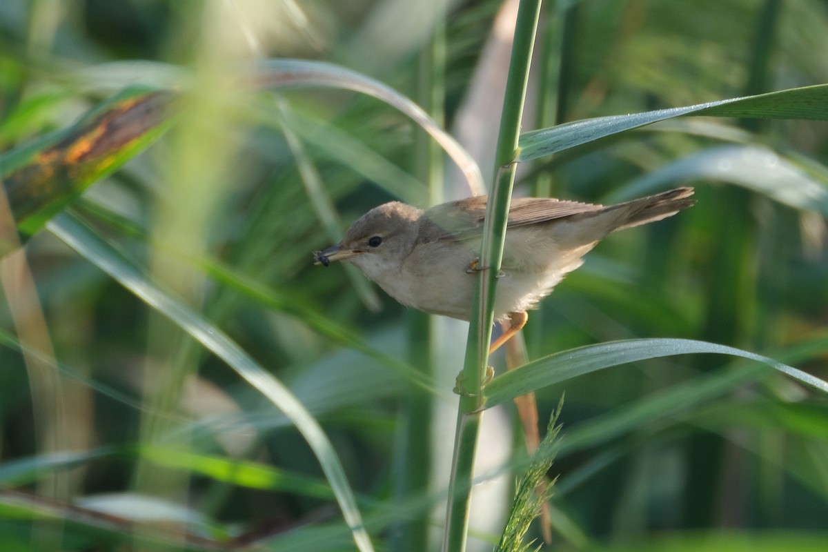 Common Reed Warbler - ML182088771