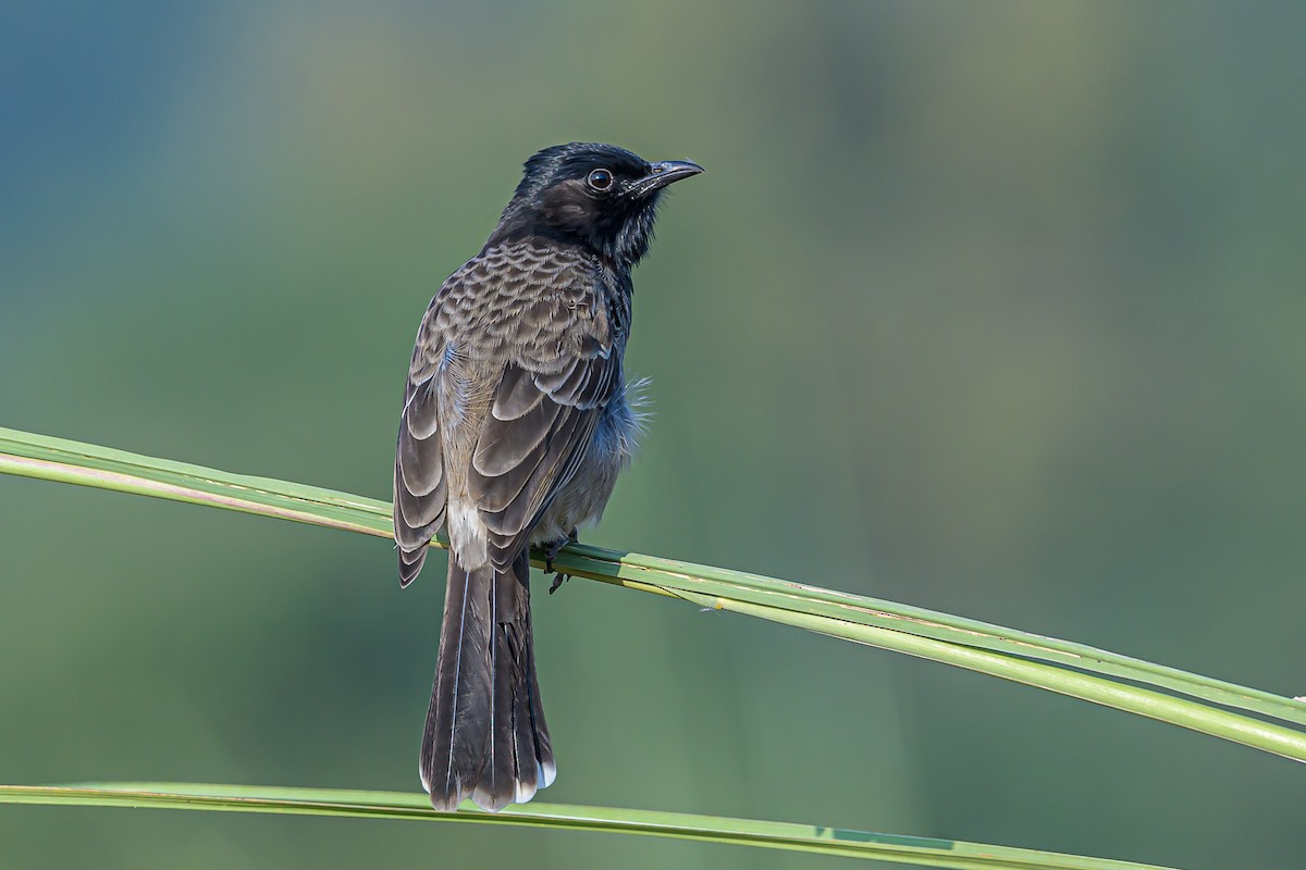 Red-vented Bulbul - ML182088971