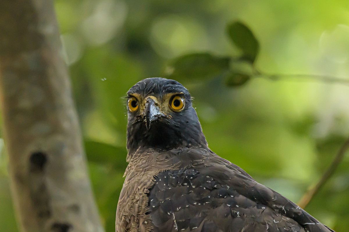 Crested Serpent-Eagle - ML182089161