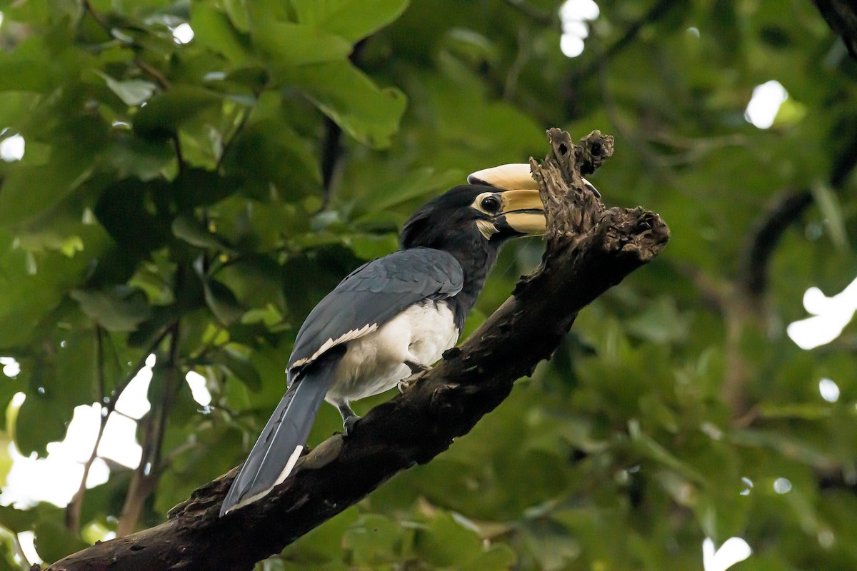 Oriental Pied-Hornbill - Nitin Chandra