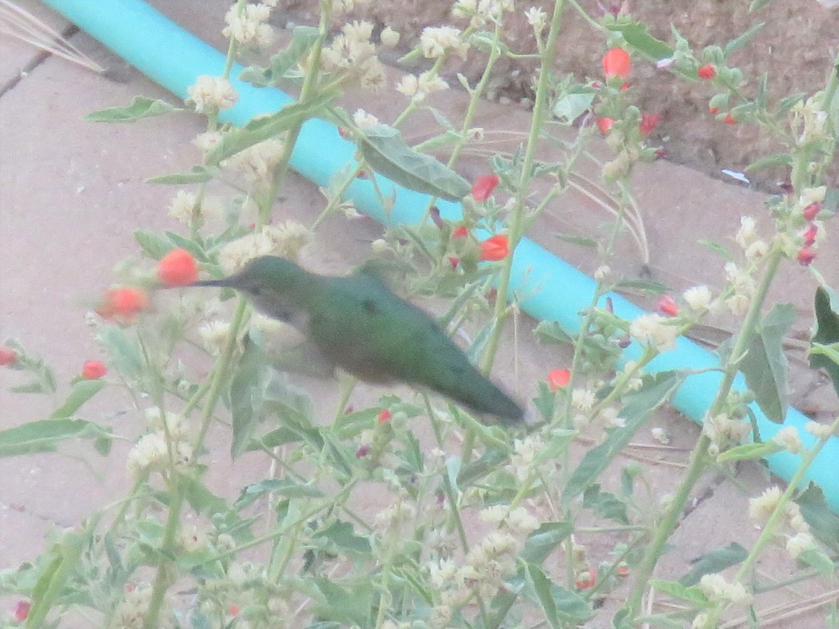 Broad-tailed Hummingbird - Robin Gurule