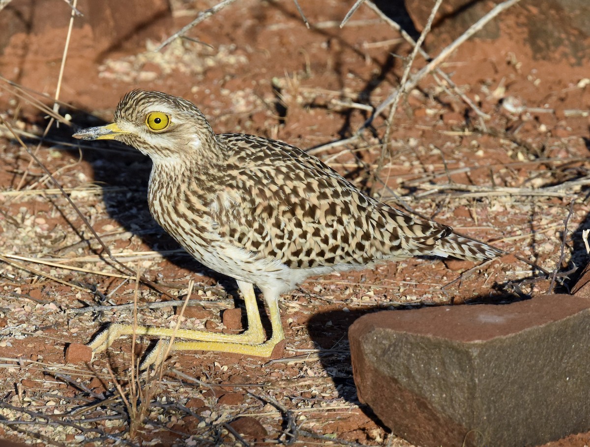 Spotted Thick-knee - Carol McCasland