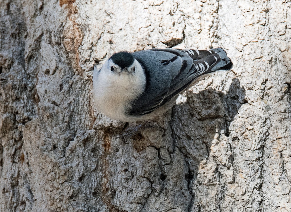 White-breasted Nuthatch - ML182093021