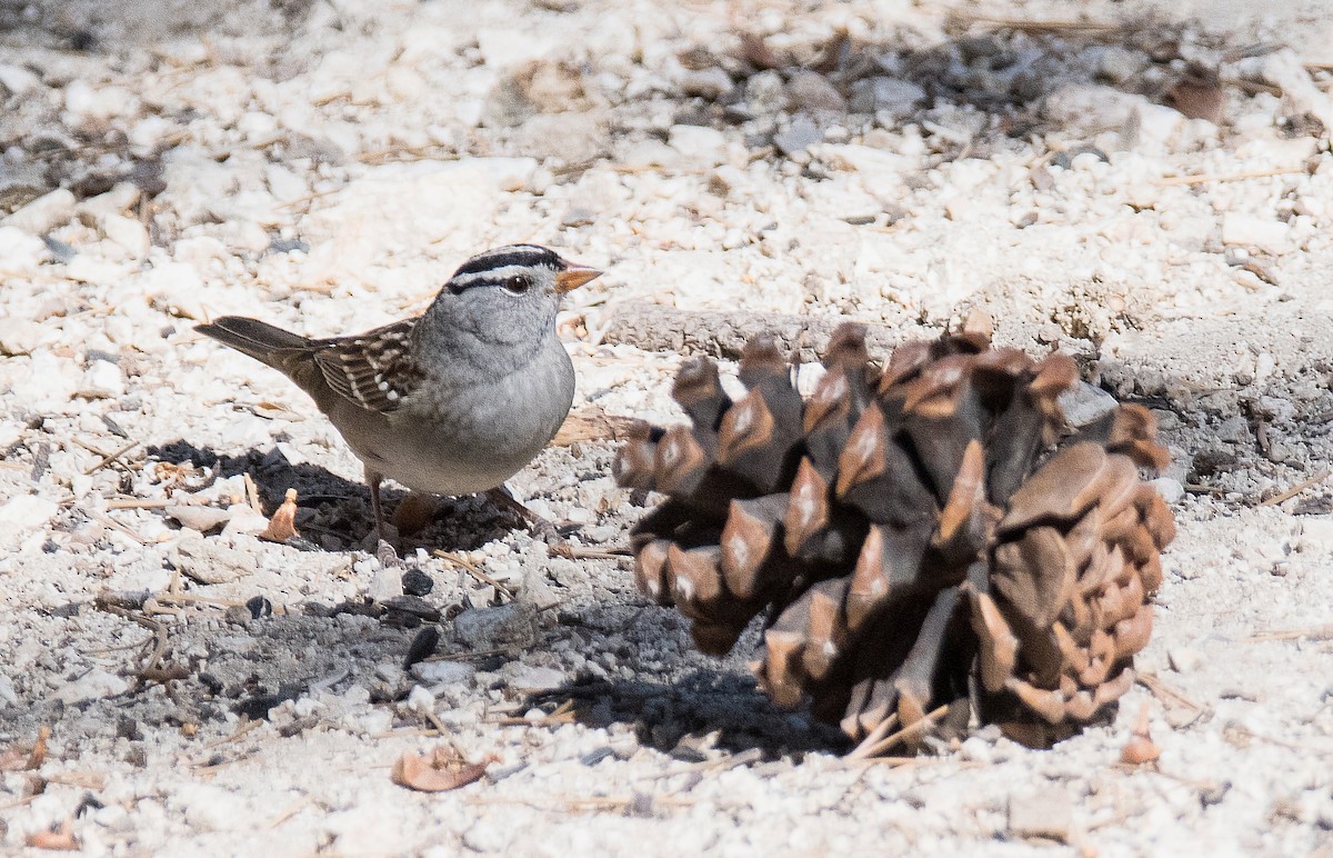 White-crowned Sparrow - ML182093171