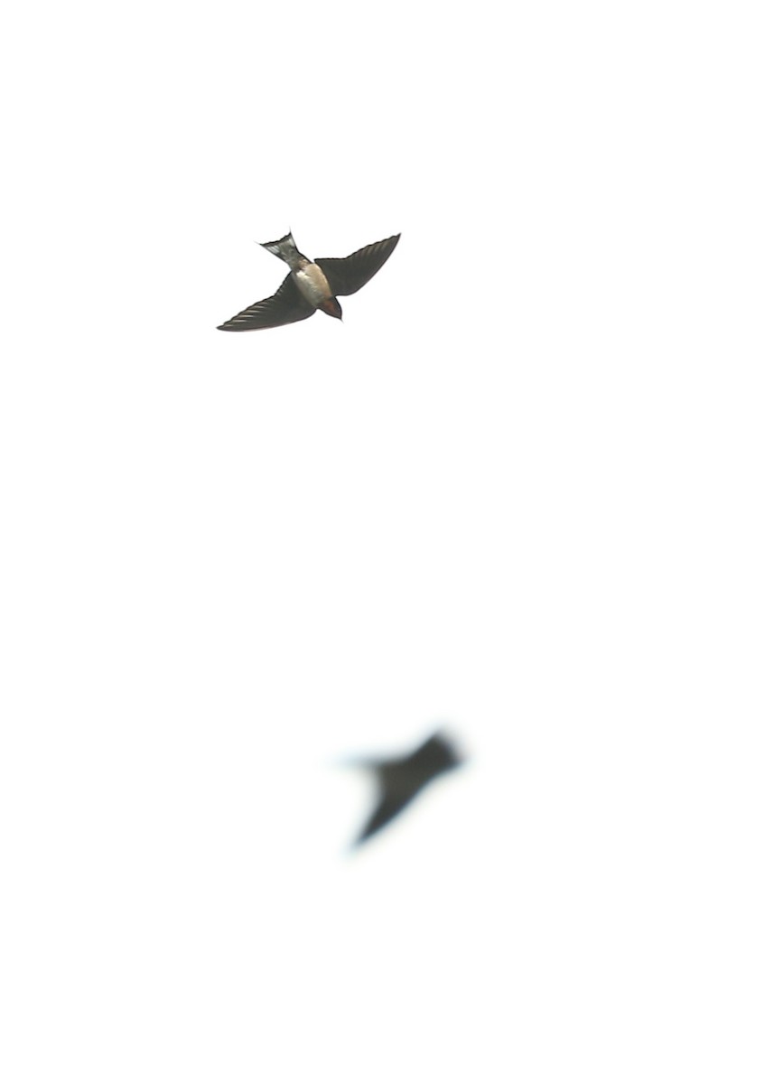 Angola Swallow - ML182093781