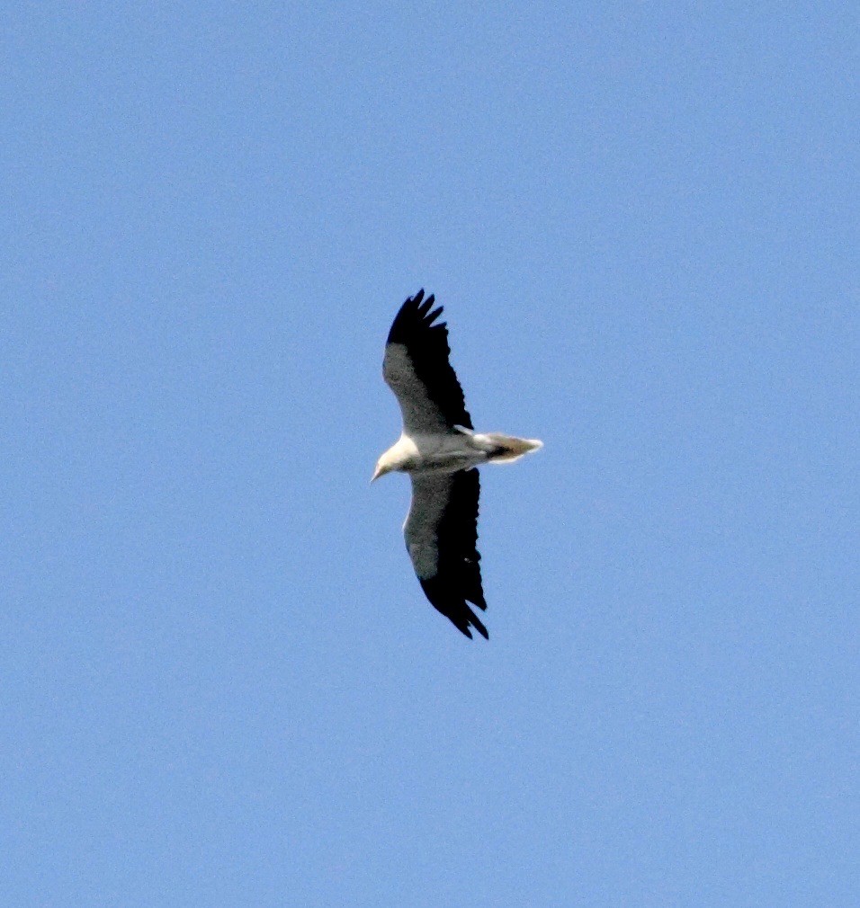 Egyptian Vulture - Ains Priestman