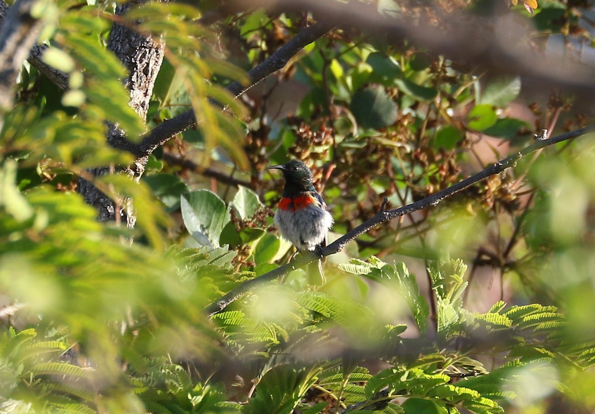 Western Miombo Sunbird - Leejiah Dorward