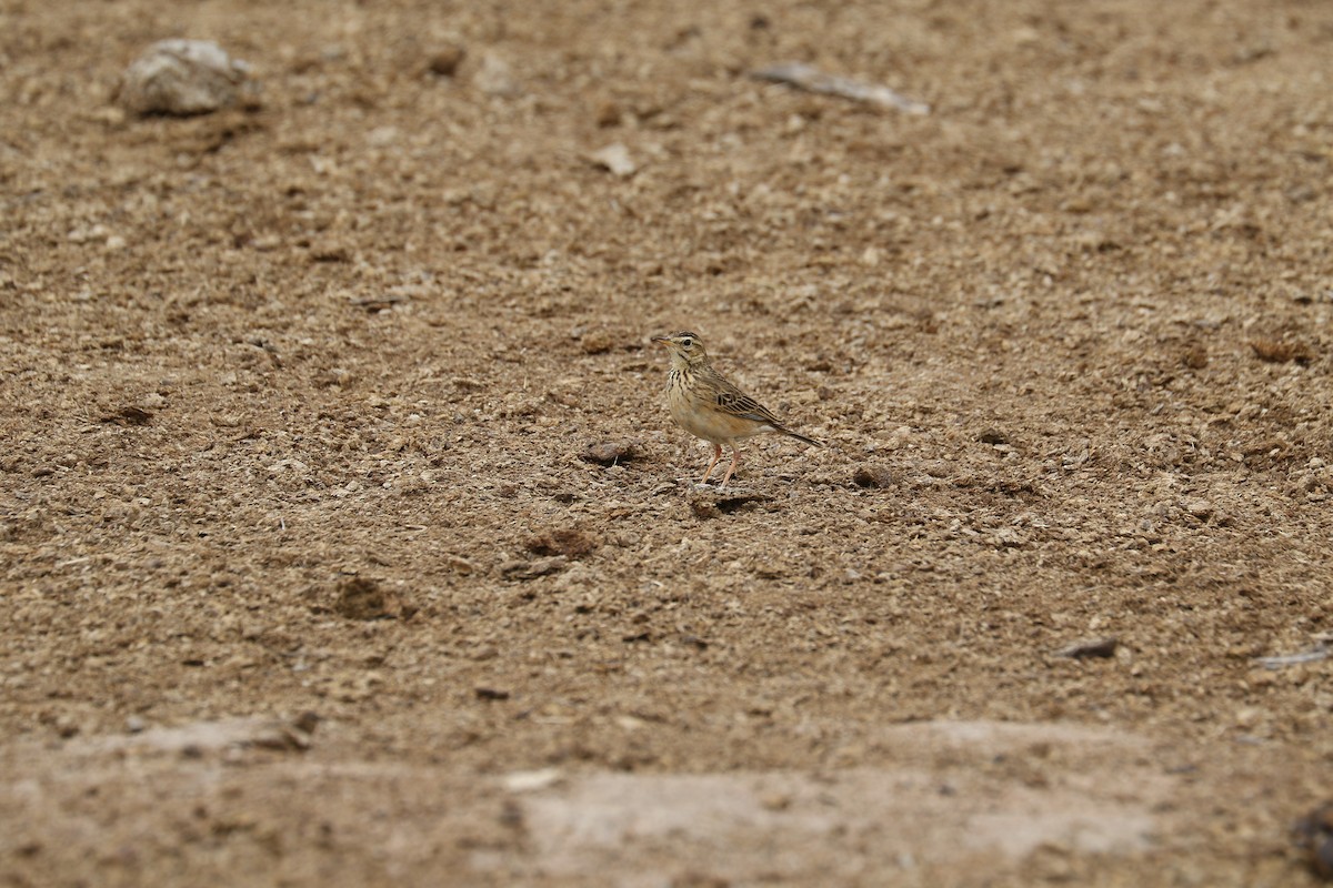 African Pipit - ML182100731