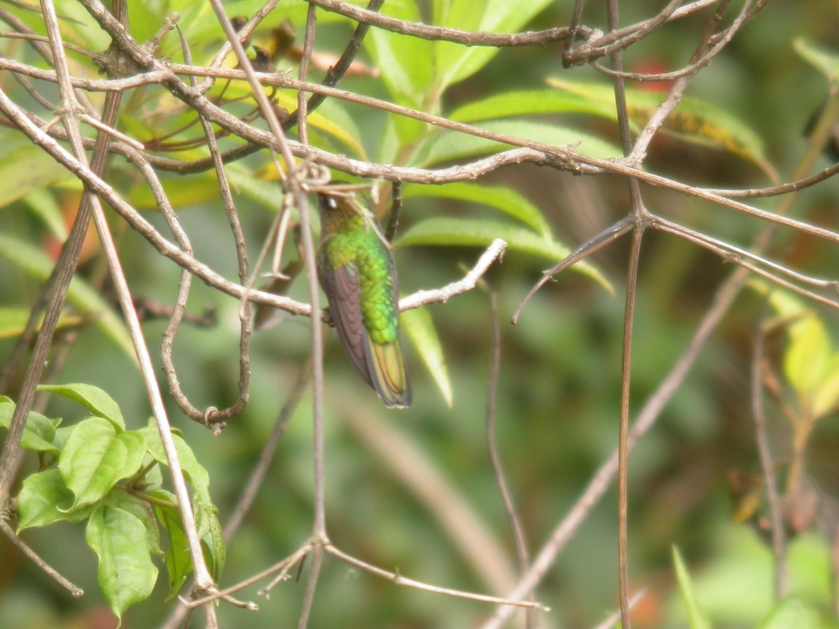 kolibřík ostrozobý - ML182102021