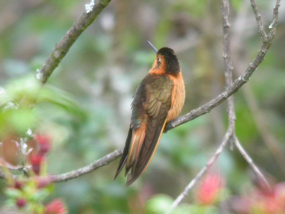 kolibřík duhovohřbetý - ML182102231