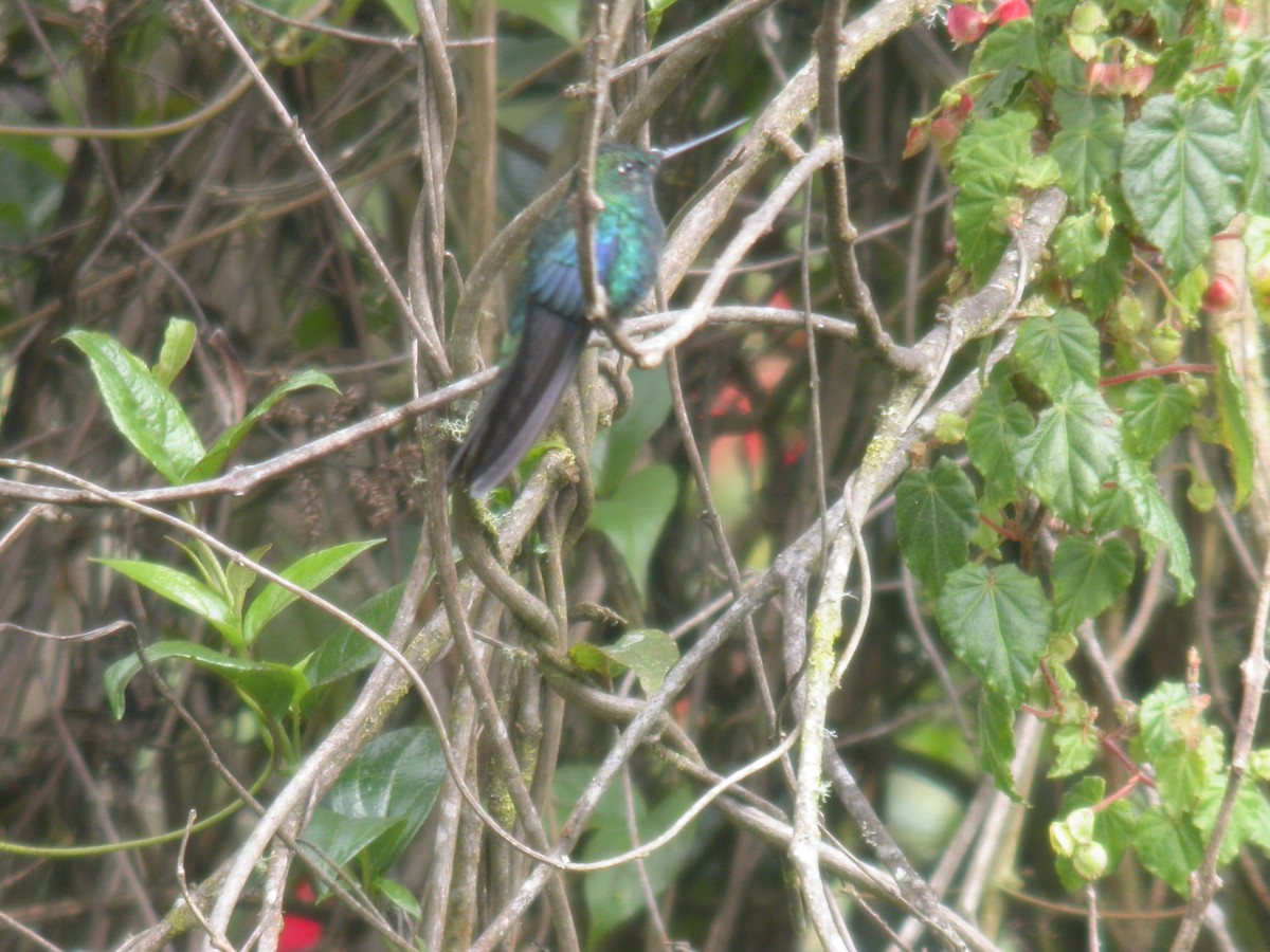 kolibřík modrokřídlý - ML182102251