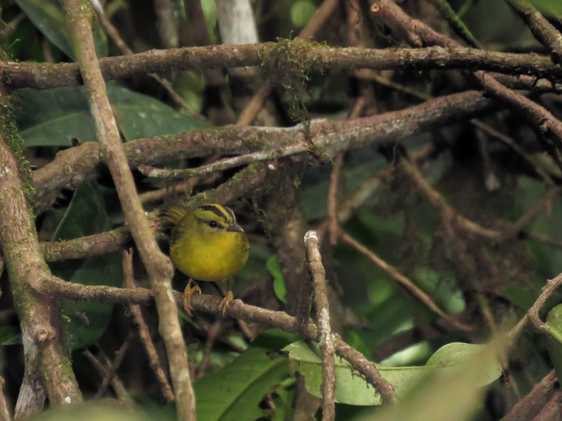 Two-banded Warbler - Arthur Gomes