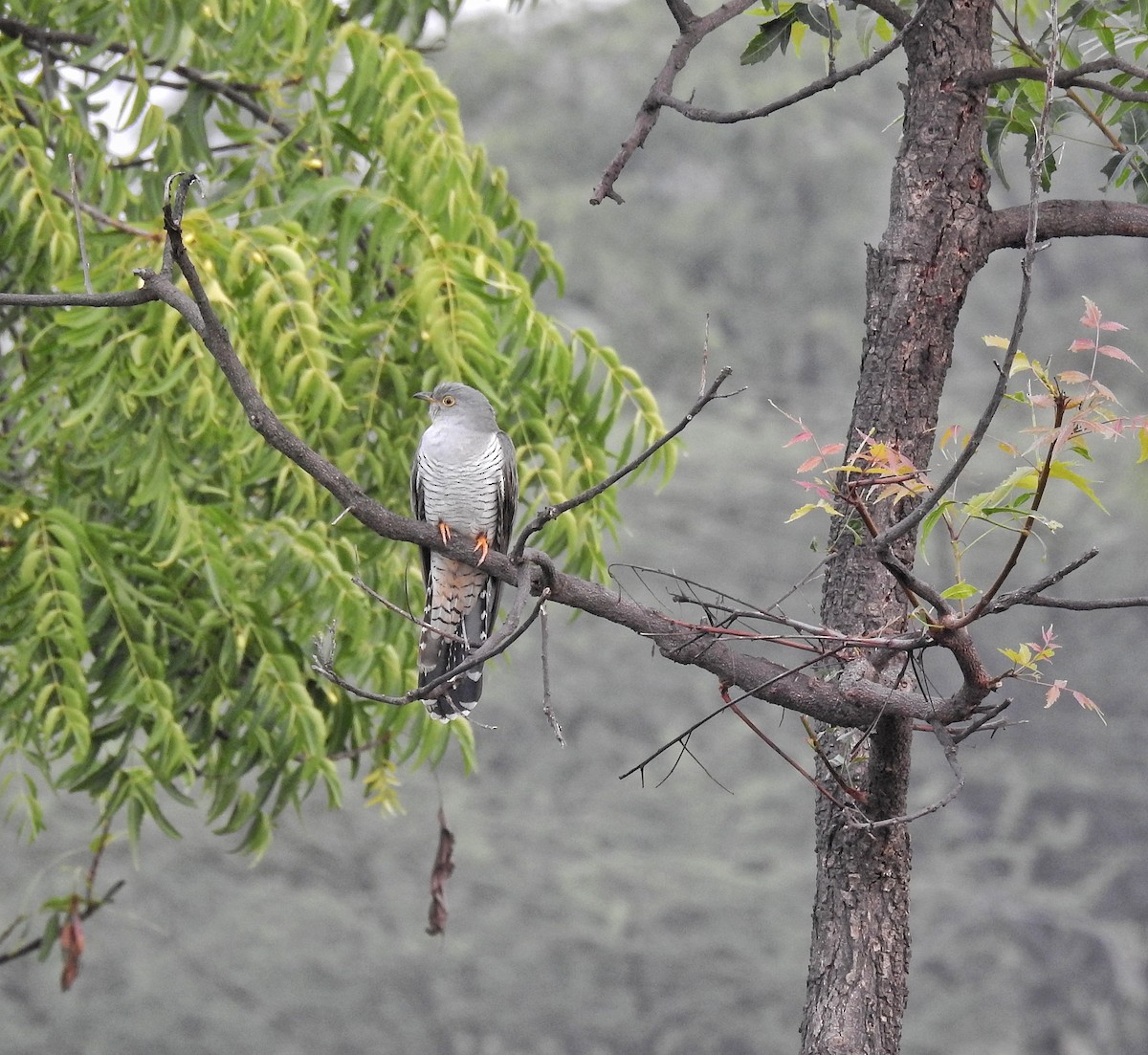 Common Cuckoo - Abhijeet Rasal