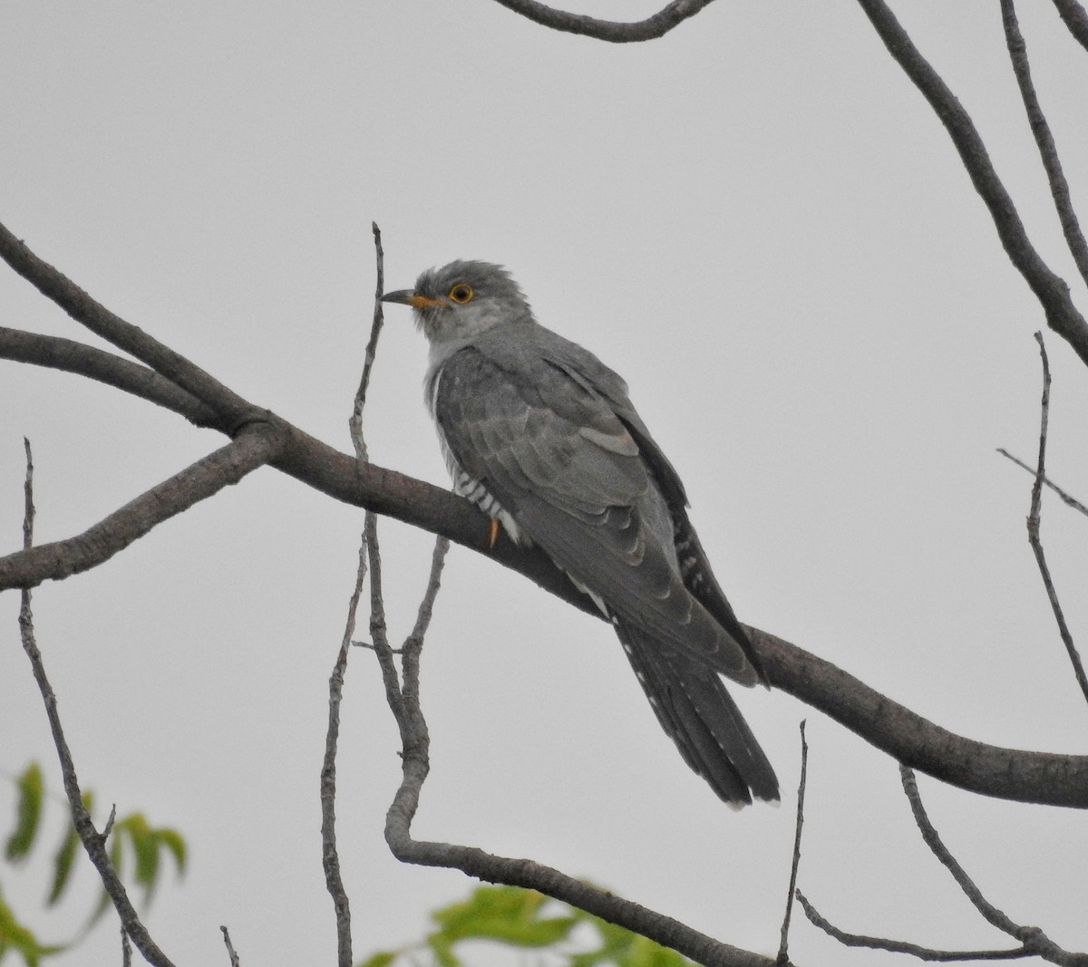 Common Cuckoo - Abhijeet Rasal