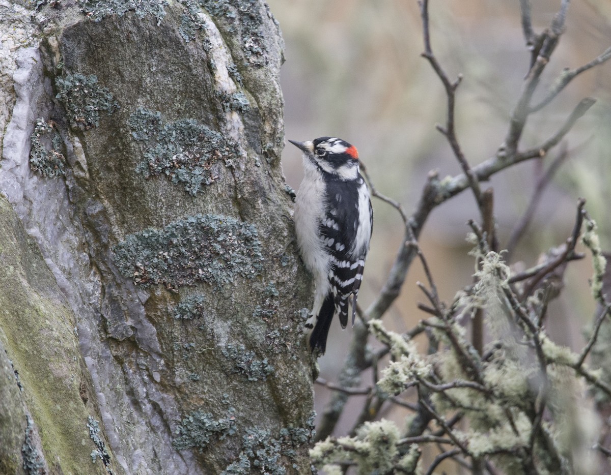 Downy Woodpecker - Ronnie d'Entremont