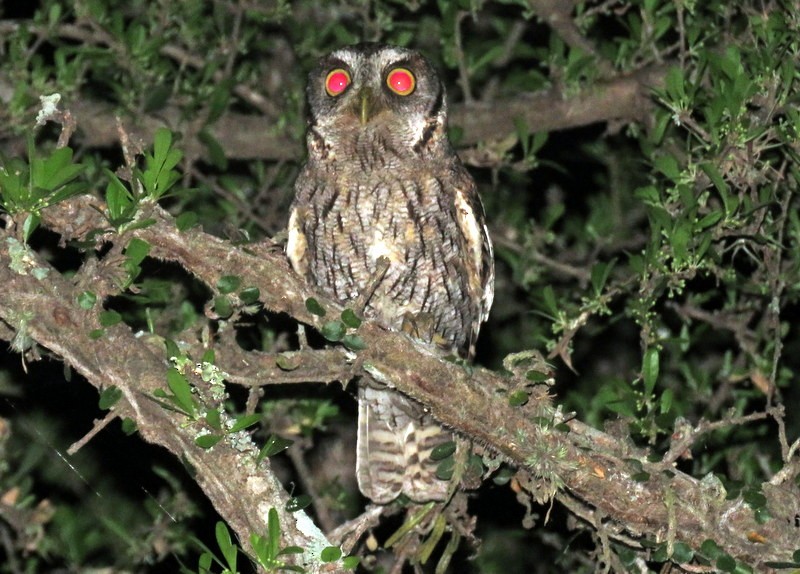 Tropical Screech-Owl - Juan Muñoz de Toro
