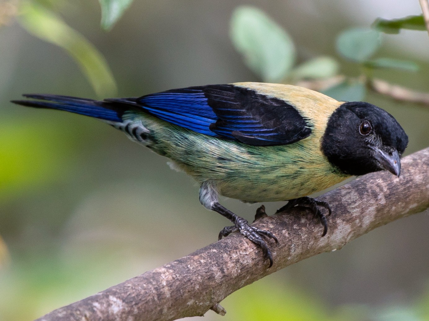 Black-headed Tanager - Louis Bevier