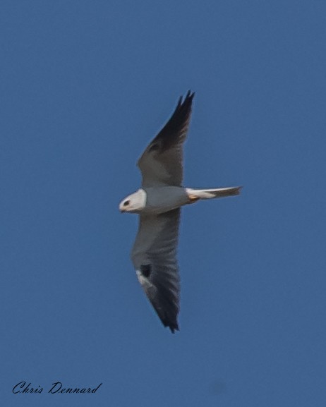 White-tailed Kite - ML182112931
