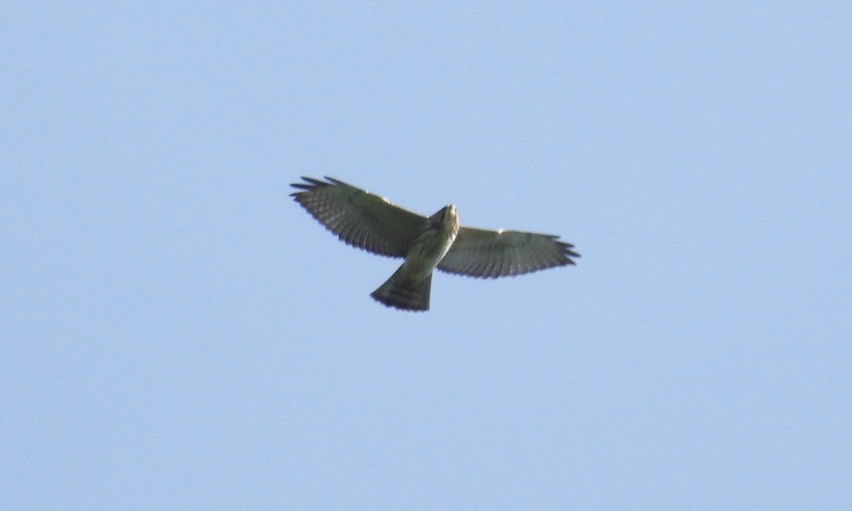 Broad-winged Hawk - grete pasch