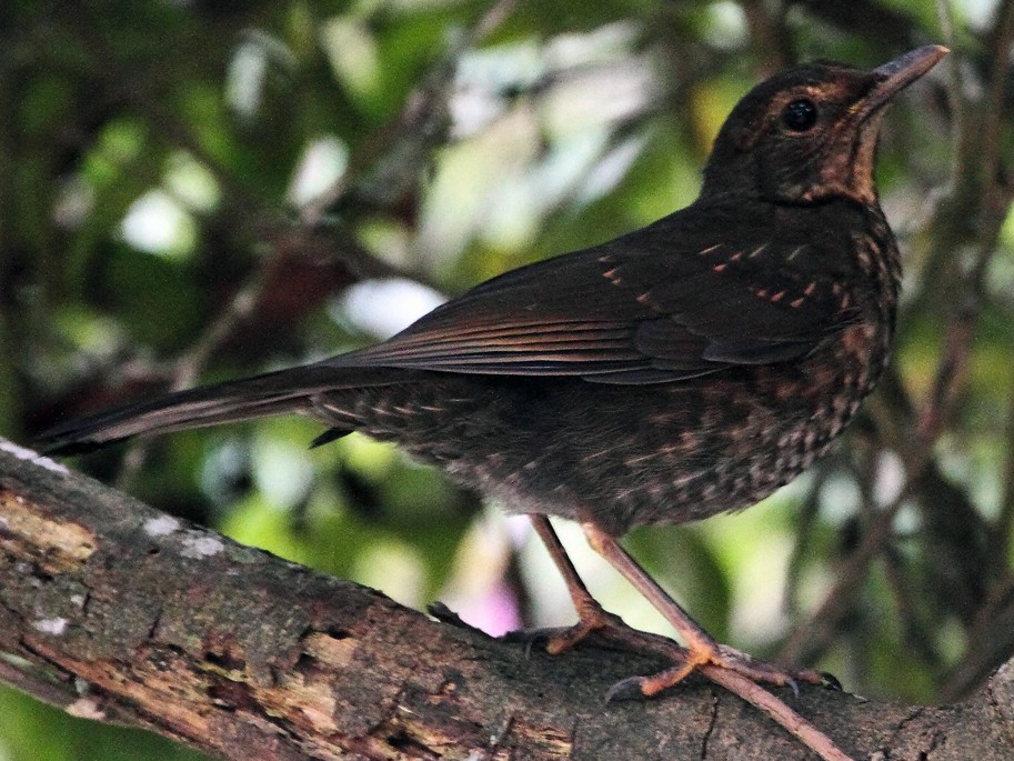 Black Thrush Bird