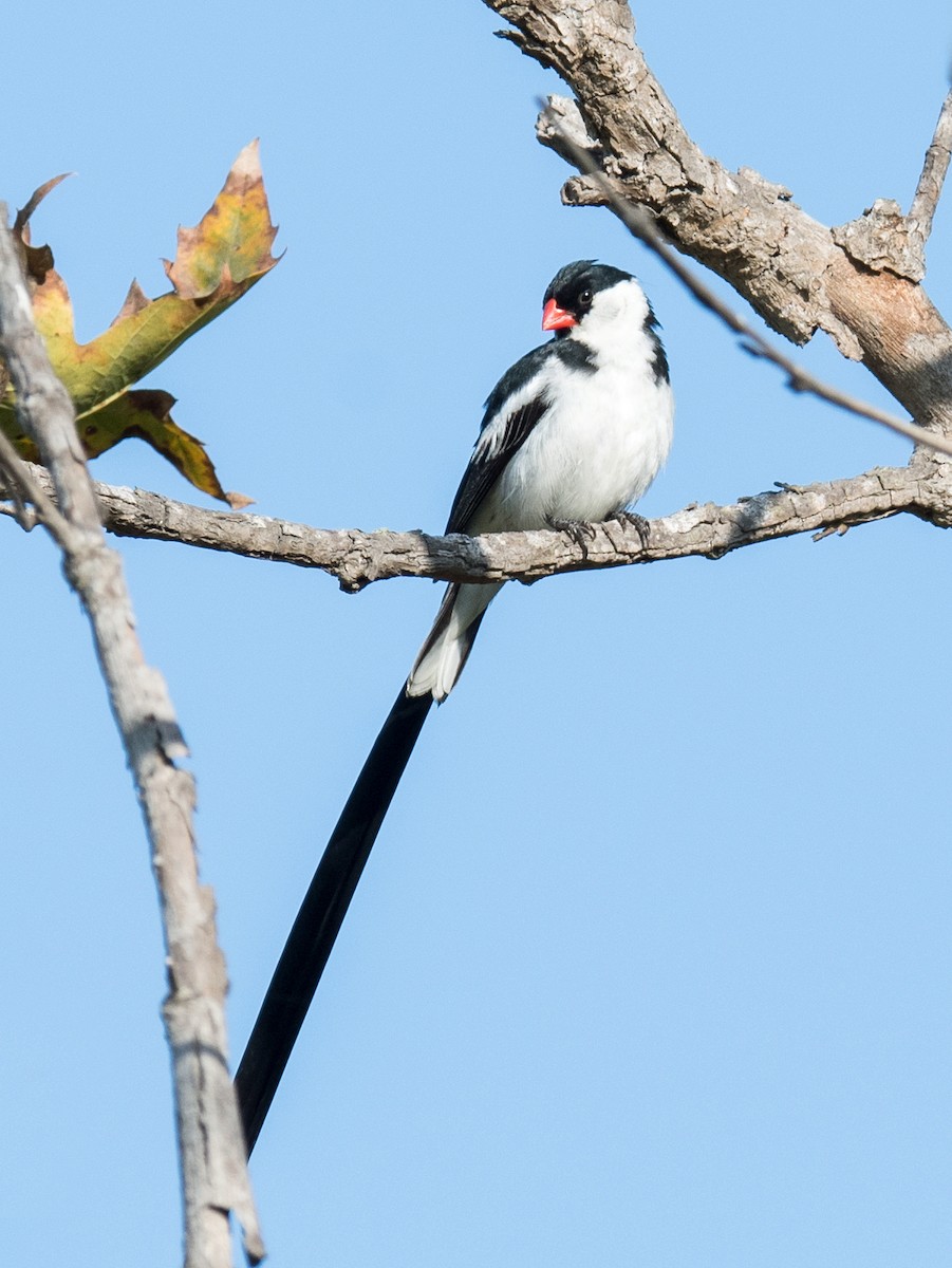 Pin-tailed Whydah - ML182120871