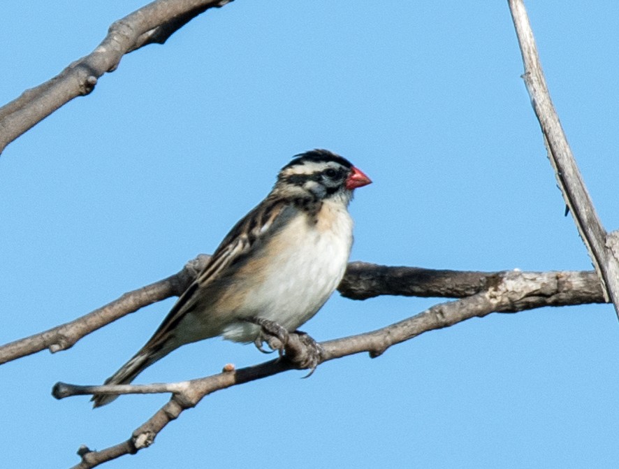 Pin-tailed Whydah - ML182120901