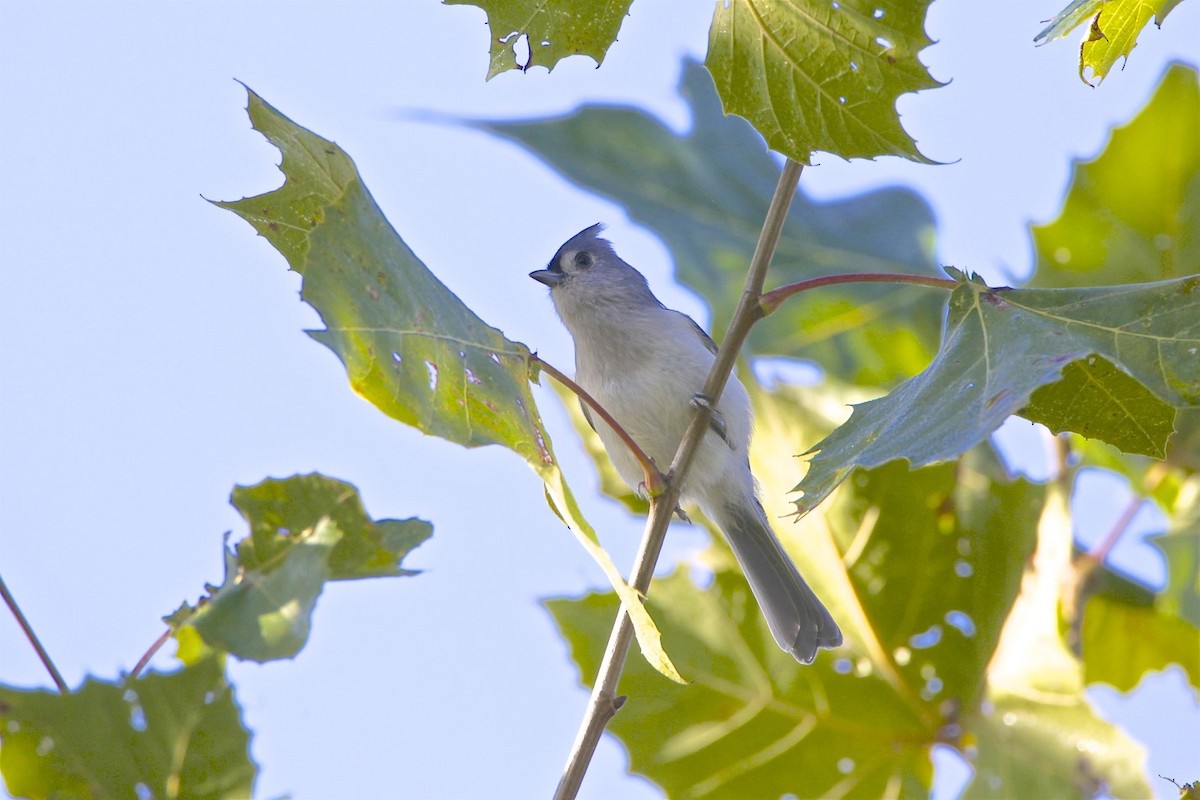 Tufted Titmouse - Vickie Baily