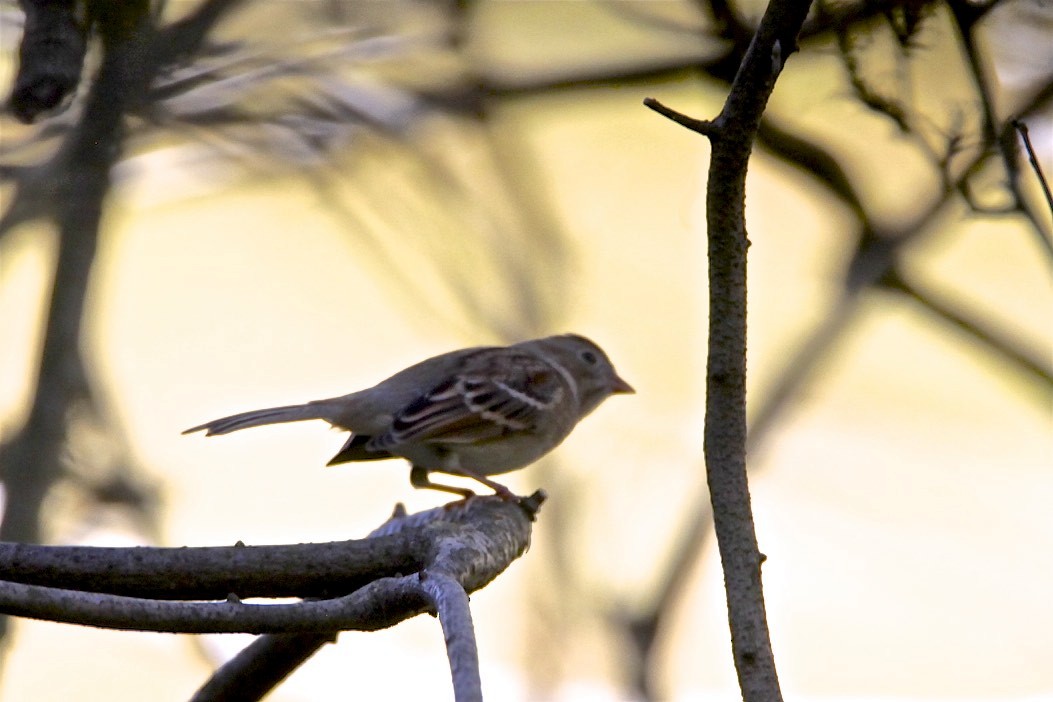 Field Sparrow - Vickie Baily