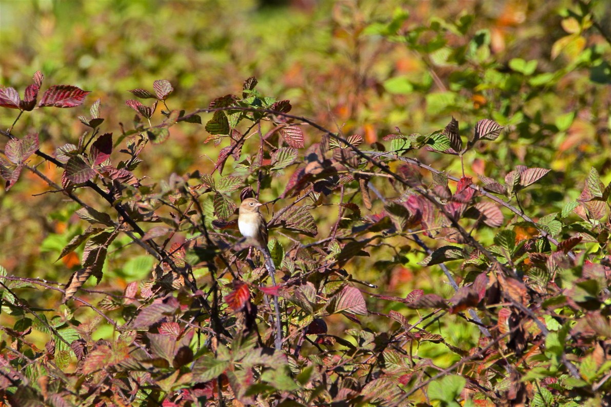 Field Sparrow - ML182124781