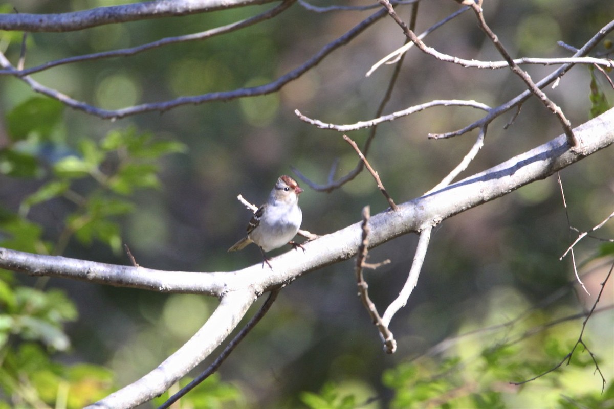 White-crowned Sparrow - ML182124831