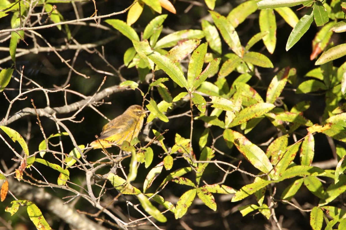 Palm Warbler - Vickie Baily