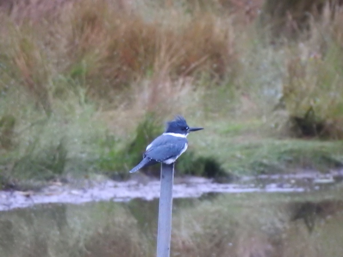 Belted Kingfisher - ML182128811