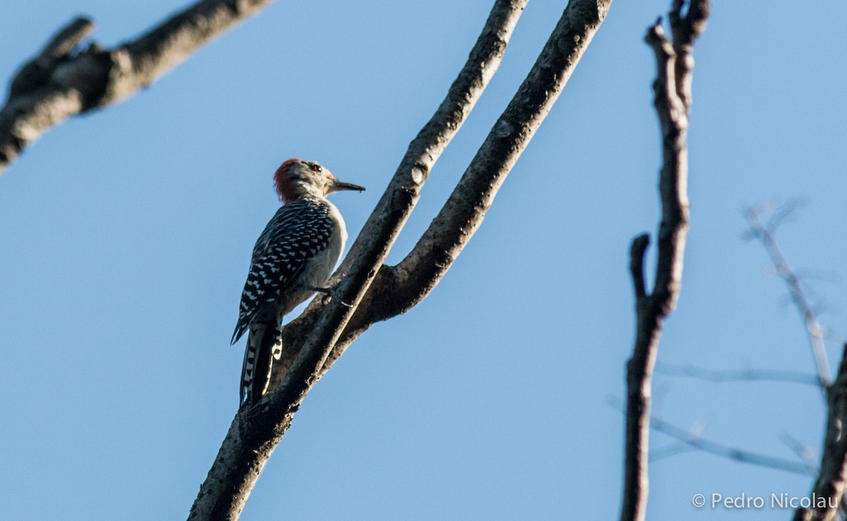 Red-bellied Woodpecker - Pedro Nicolau