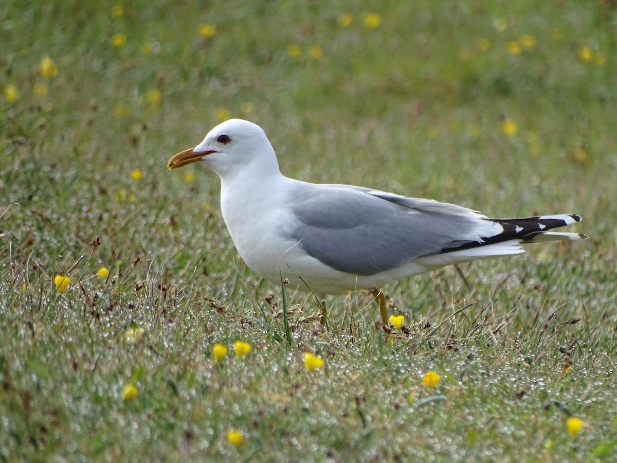 Common Gull - ML182145981