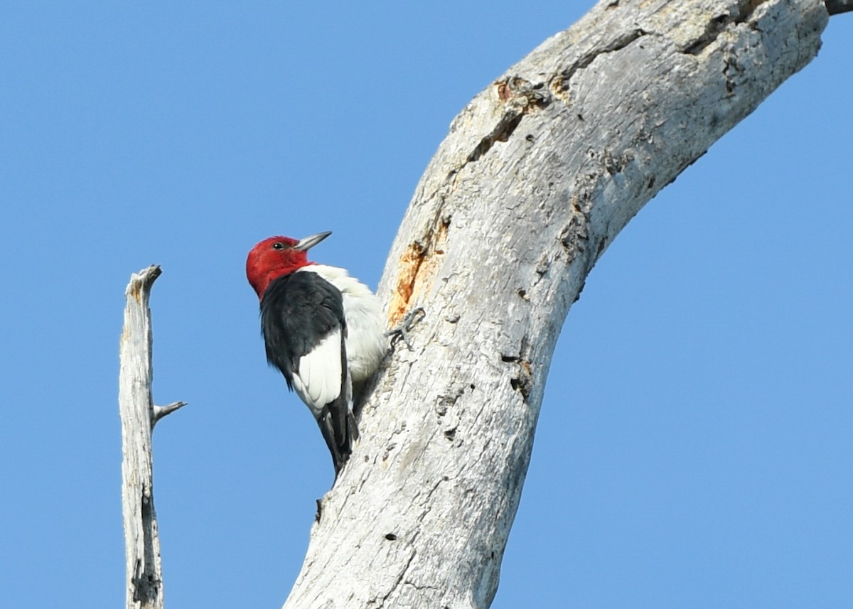 Red-headed Woodpecker - Jonathan Irons