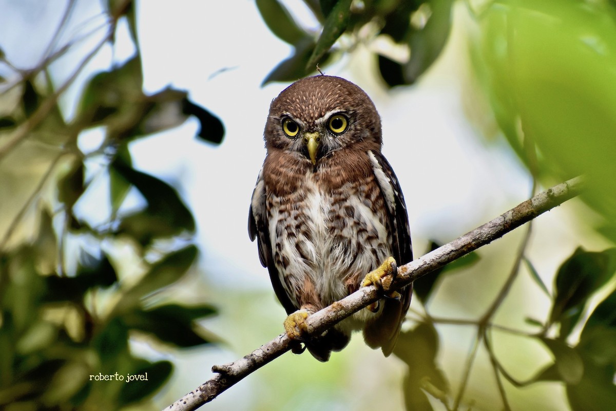 Cuban Pygmy-Owl - ML182157141