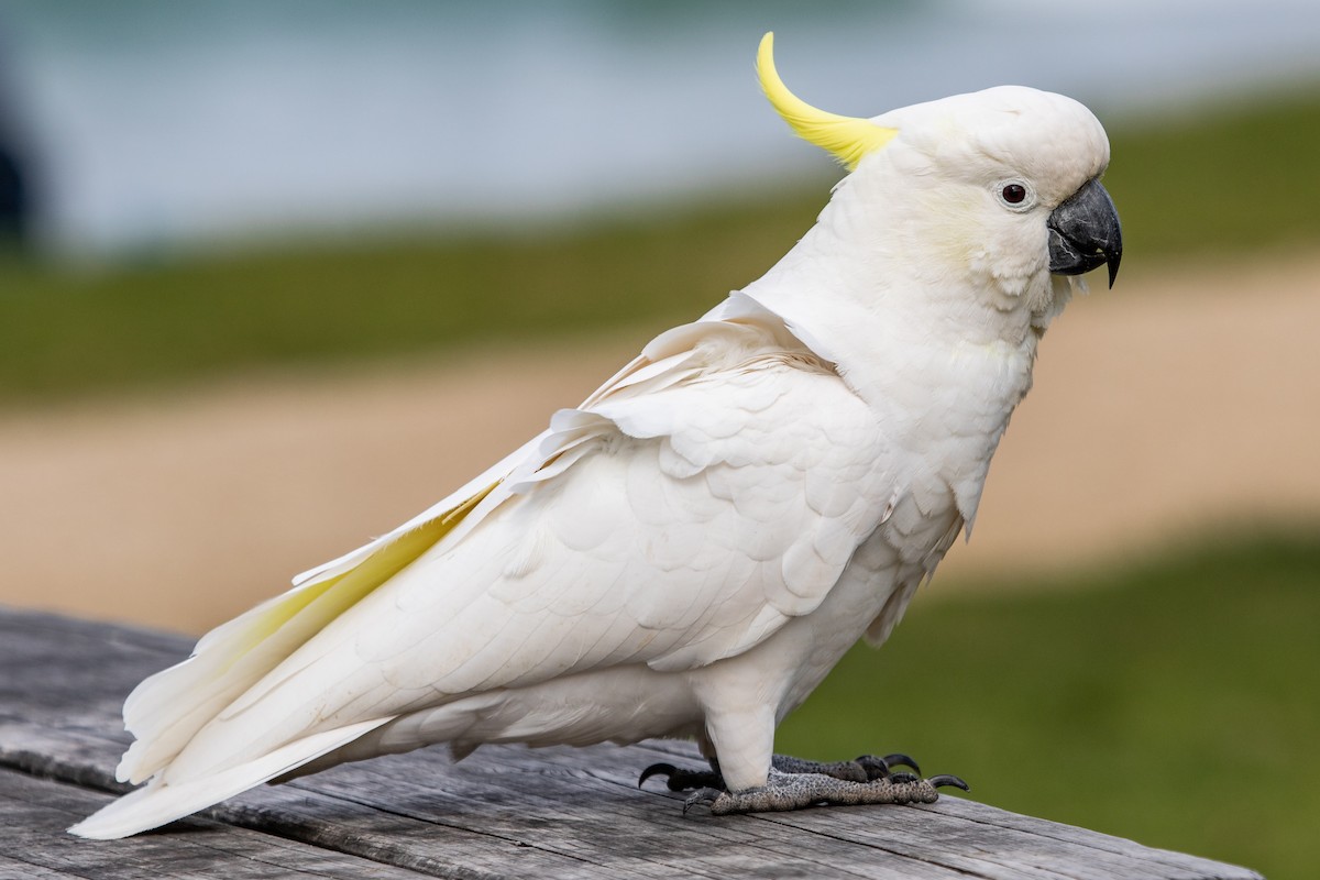 Sulphur-crested Cockatoo - Ramit Singal