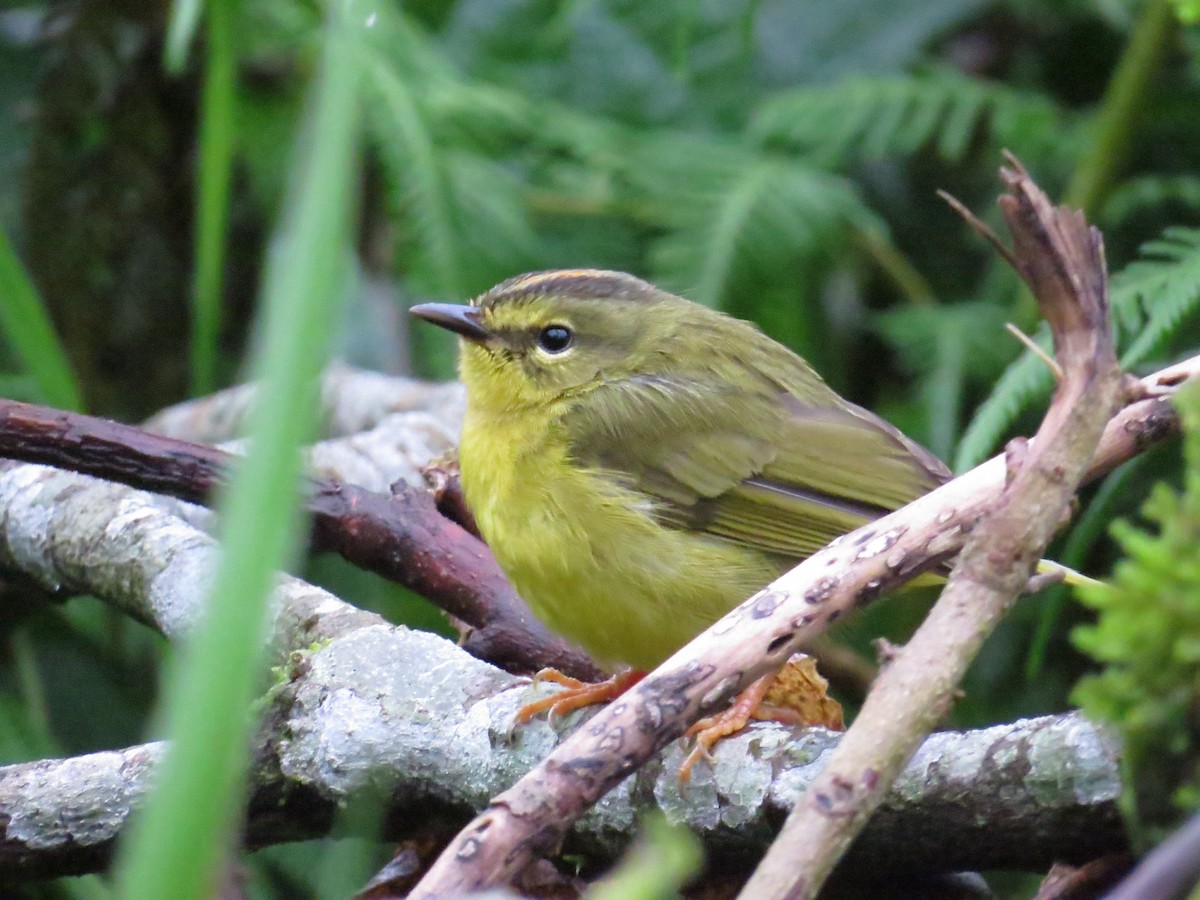 Two-banded Warbler - ML182160531