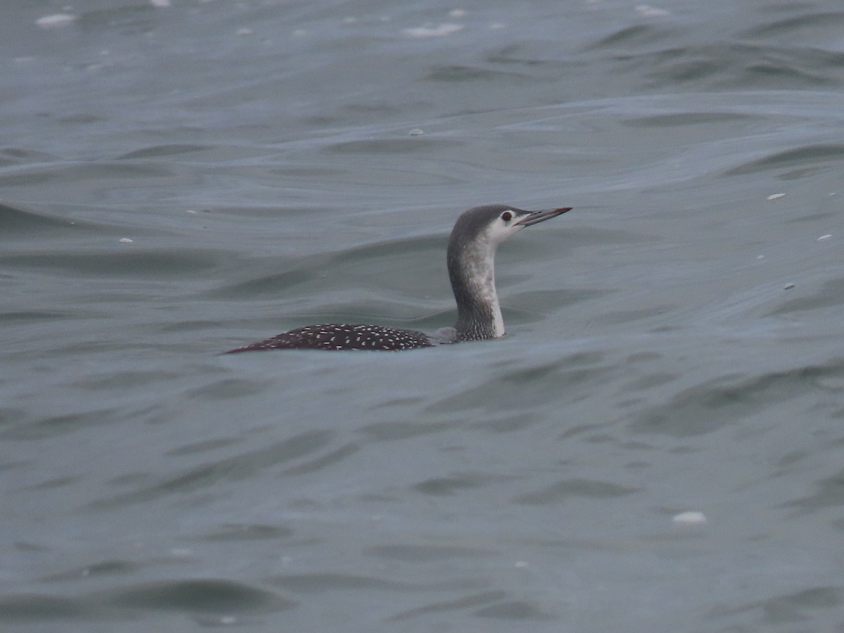 Red-throated Loon - ML182162411