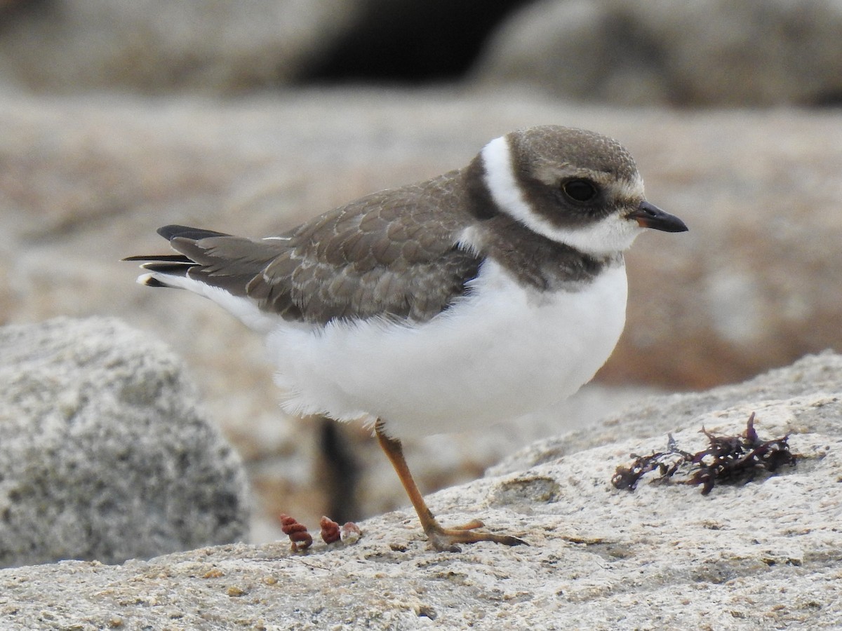 Semipalmated Plover - ML182164711