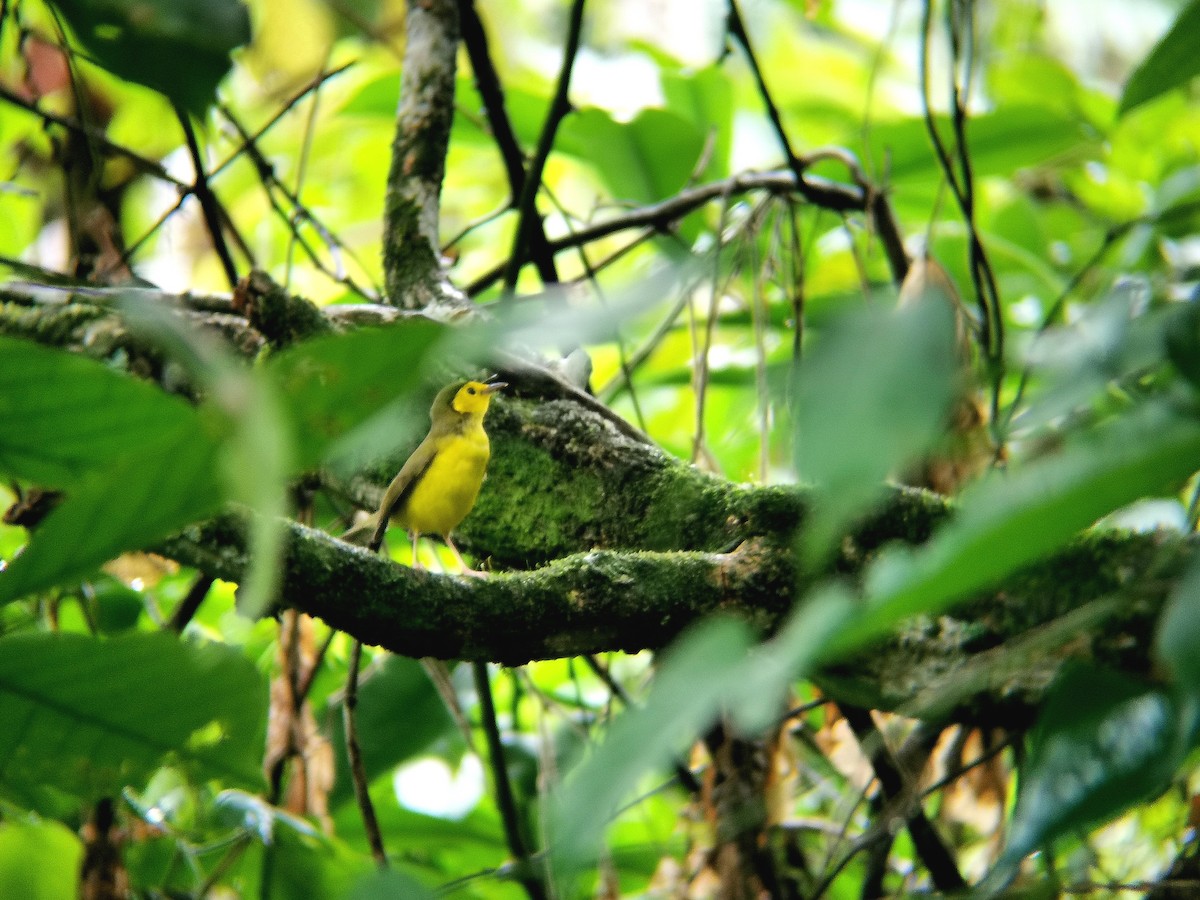 Hooded Warbler - Guatemala Quest