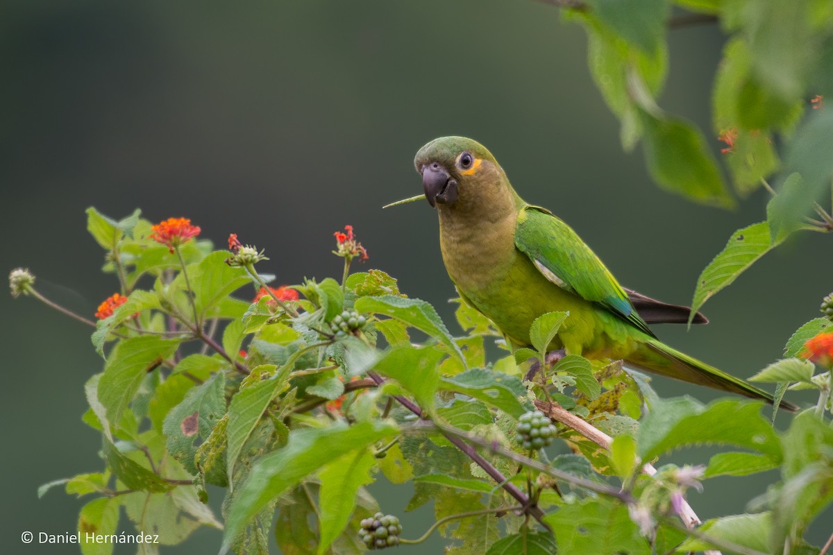 Brown-throated Parakeet - Daniel Hernandez