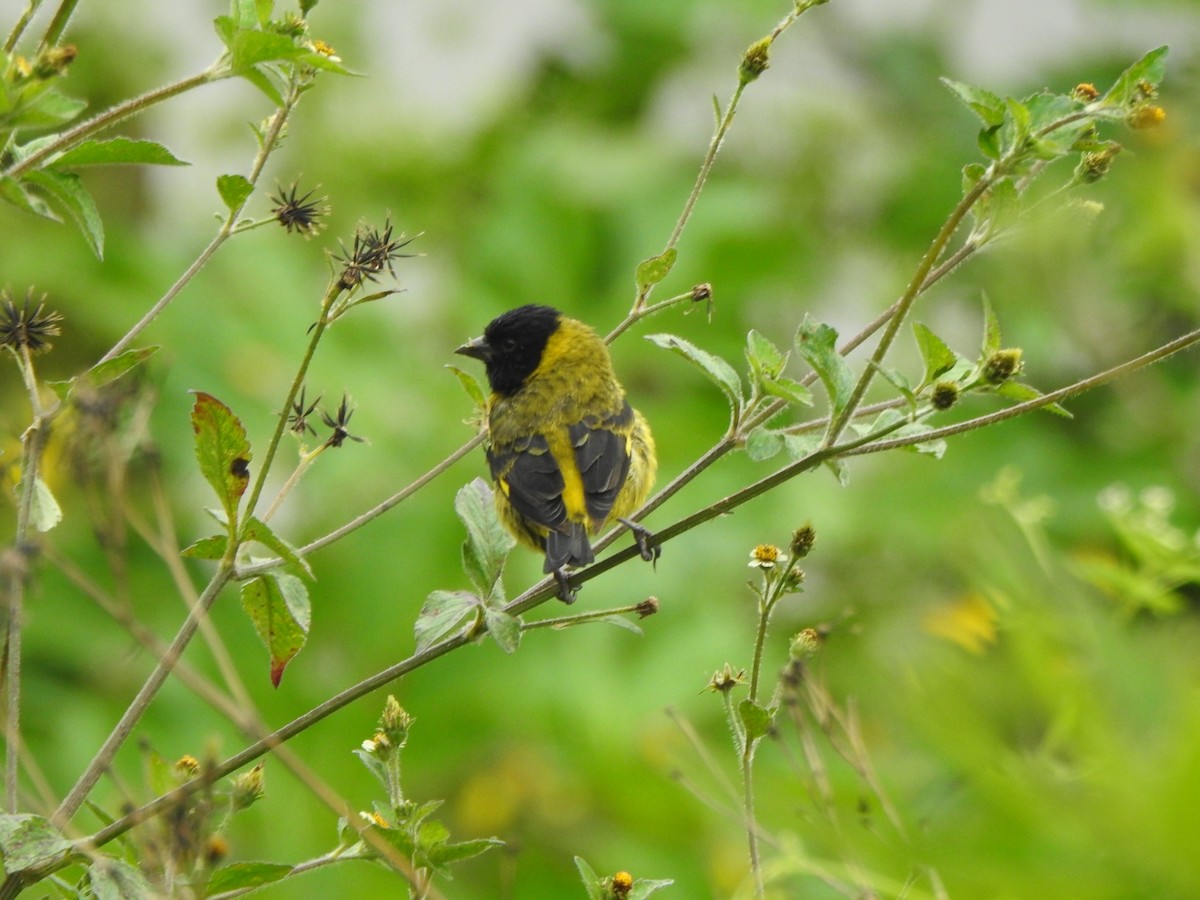Olivaceous Siskin - ML182174391